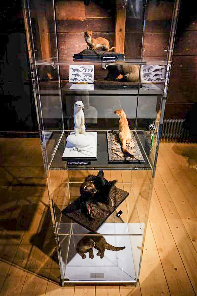 Ausstellungseröffnung Fischotter – Dürstelerhaus Ottikon Ausstellungseröffnung Fischotter – Dürstelerhaus Ottikon