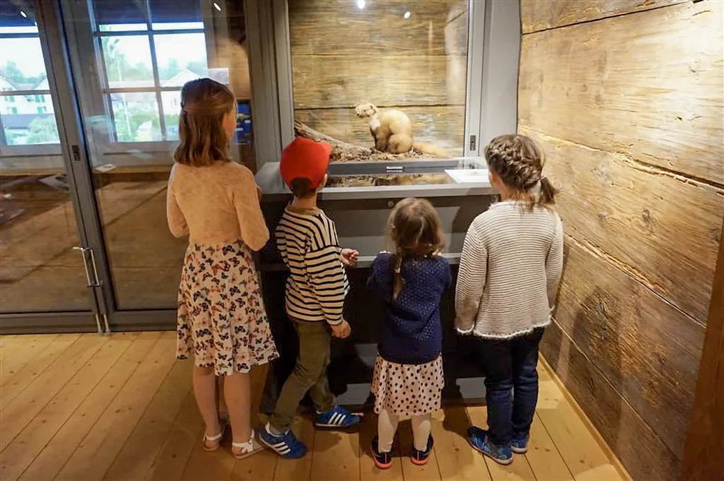 Fischotter-Ausstellung im Dürstelerhaus Kinder betrachten Fischotter-Ausstellung im Dürstelerhaus Gossau Unter-Ottikon.