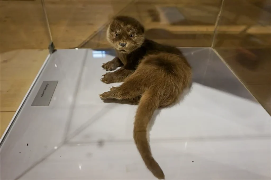 Fischotter Ausstellung im Dürstelerhaus Ottikon Gossau (ZH) Eröffnung der Fischotter-Ausstellung beim Dürstelerhaus in Ottikon