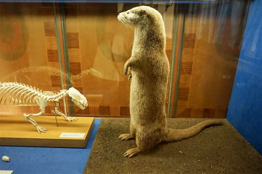 Fischotter Ausstellung im Dürstelerhaus Ottikon Gossau (ZH) Von wissenschaftlichen Illustrationen bis zu Präparaten: Die Fischotter-Ausstellung im Dürstelerhaus Gossau präsentiert das Tier als Wappentier und Naturbotschafter in vielfältigen Formen.