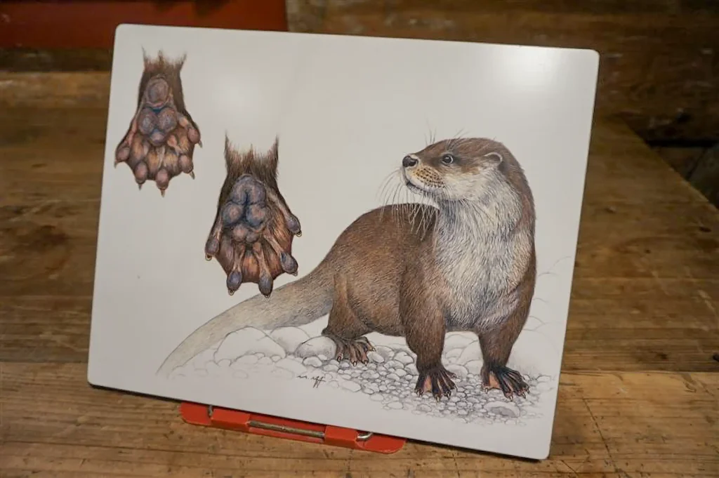 Von wissenschaftlichen Illustrationen bis zu Präparaten: Die Fischotter-Ausstellung im Dürstelerhaus Gossau präsentiert das Tier als Wappentier und Naturbotschafter in vielfältigen Formen.