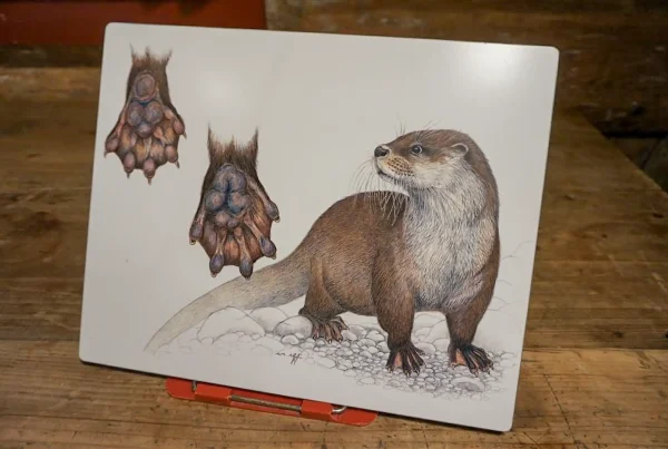 Von wissenschaftlichen Illustrationen bis zu Präparaten: Die Fischotter-Ausstellung im Dürstelerhaus Gossau präsentiert das Tier als Wappentier und Naturbotschafter in vielfältigen Formen.