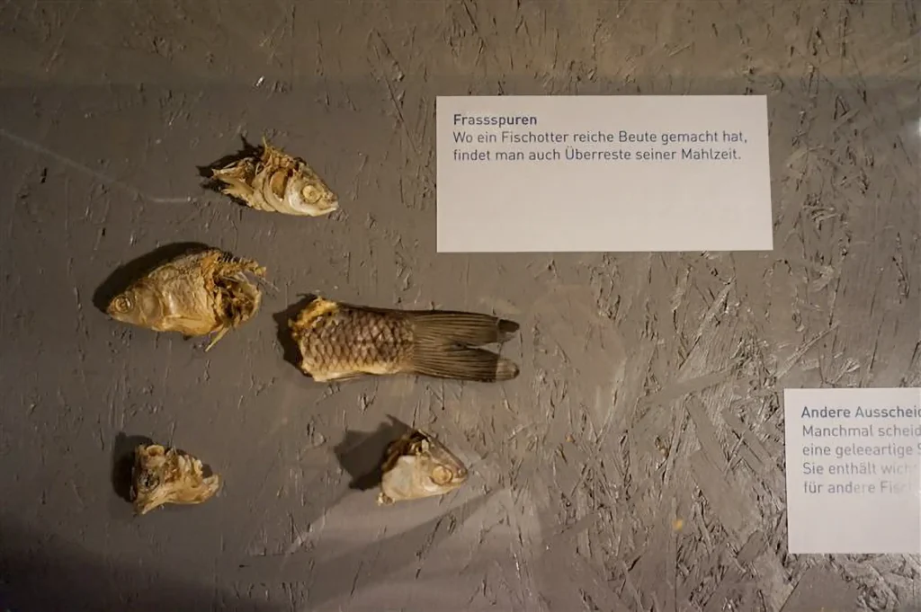 Fischotter Ausstellung im Dürstelerhaus Ottikon Gossau (ZH) Von wissenschaftlichen Illustrationen bis zu Präparaten: Die Fischotter-Ausstellung im Dürstelerhaus Gossau präsentiert das Tier als Wappentier und Naturbotschafter in vielfältigen Formen.