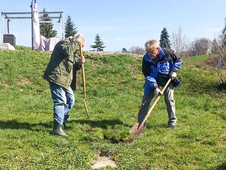 Pflanzung eines Rosenapfelbaums im Garten des Dürstelerhauses in Gossau