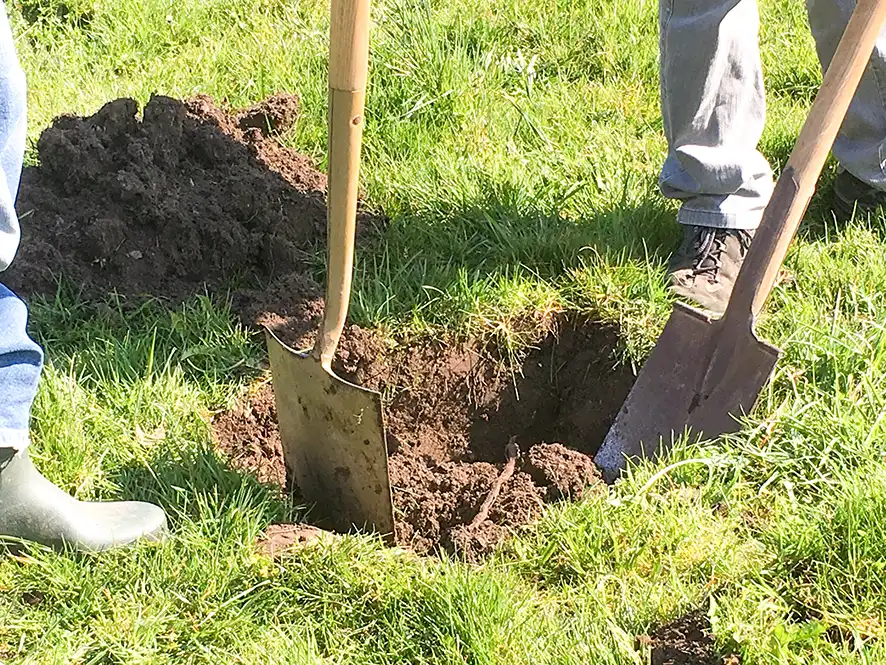 Älter als das Dürstelerhaus – Rosenapfel als Geschenk Mitglieder des Vereins Dürstelerhaus pflanzen einen historischen Rosenapfelbaum