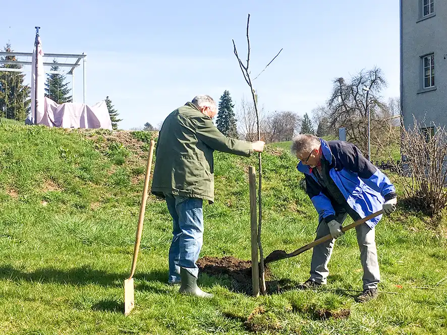 Älter als das Dürstelerhaus – Rosenapfel als Geschenk Heinz Lippuner wässert frisch gepflanzten Rosenapfelbaum im Garten des Dürstelerhauses