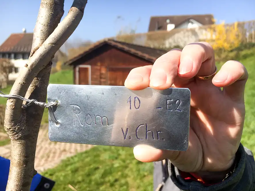 Älter als das Dürstelerhaus – Rosenapfel als Geschenk Pflanzung eines Rosenapfelbaums im Garten des Dürstelerhauses in Gossau