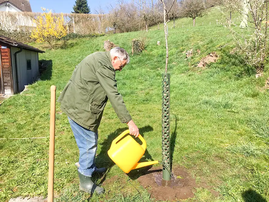Rosenapfelbaum – älter als das Dürstelerhaus Heinz Lippuner wässert frisch gepflanzten Rosenapfelbaum im Garten des Dürstelerhauses