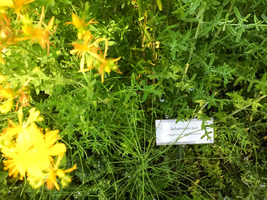 Kräutergarten für alle – Wissen einfach erklärt Johanniskraut mit Namensschild im Kräutergarten des Dürstelerhauses