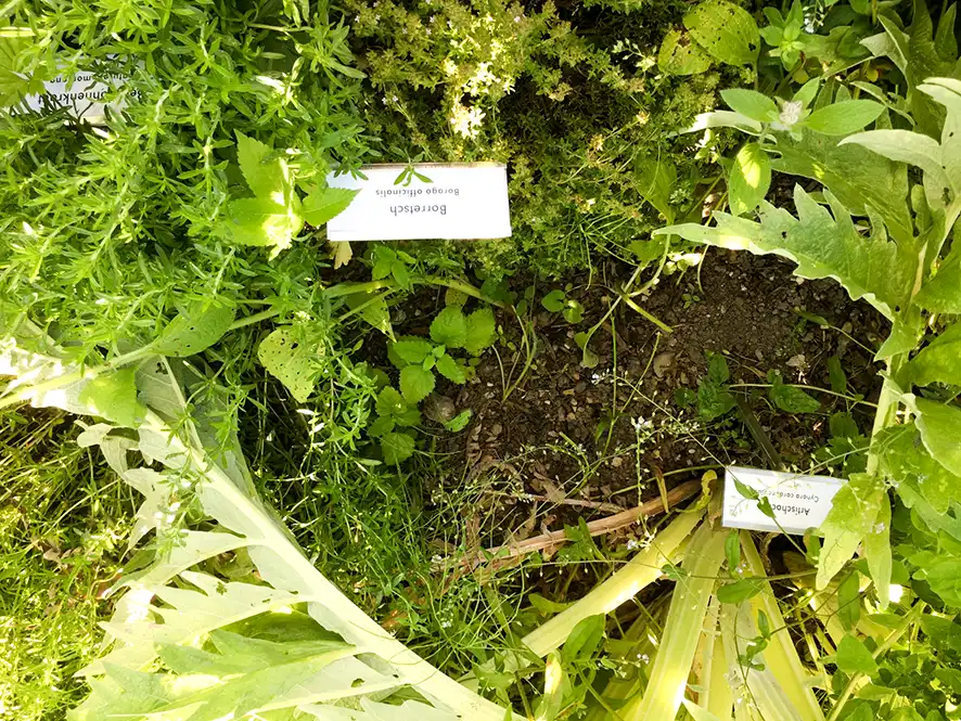 Heil- und Küchenkräuter entdecken im Dürstelerhaus-Garten Johanniskraut mit Namensschild im Kräutergarten des Dürstelerhauses