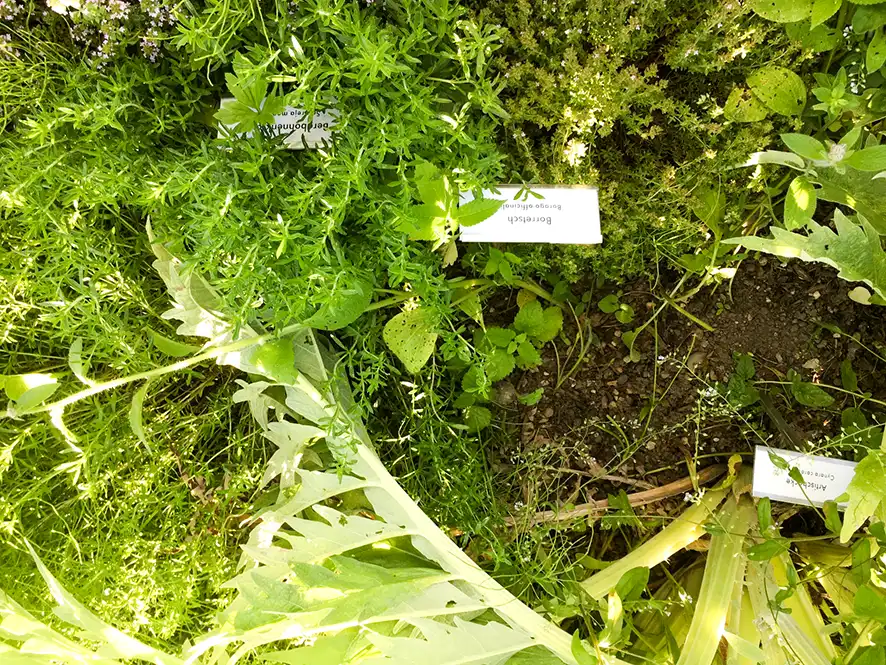 Kräutergarten für alle – Wissen einfach erklärt Beschriftete Beete mit Heilpflanzen im Kräutergarten des Ortsmuseums