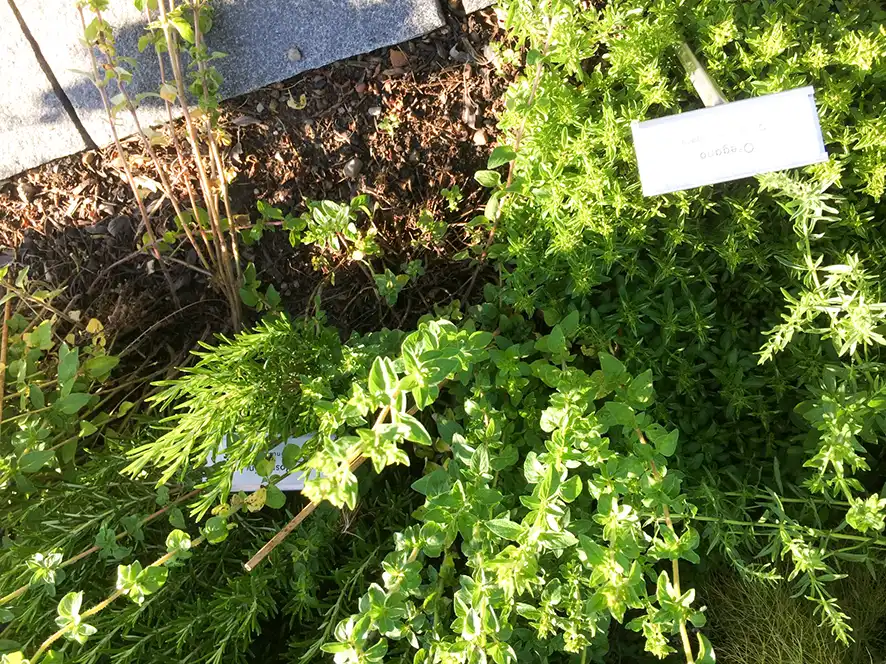 Heil- und Küchenkräuter entdecken im Dürstelerhaus-Garten Johanniskraut mit Namensschild im Kräutergarten des Dürstelerhauses