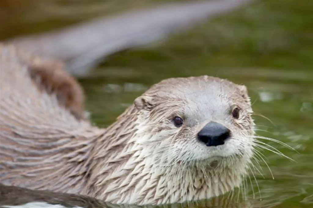 Fischotter Ausstellung im Dürstelerhaus Ottikon Gossau (ZH) Fischotter Ausstellung im Dürstelerhaus Ottikon Gossau (ZH)